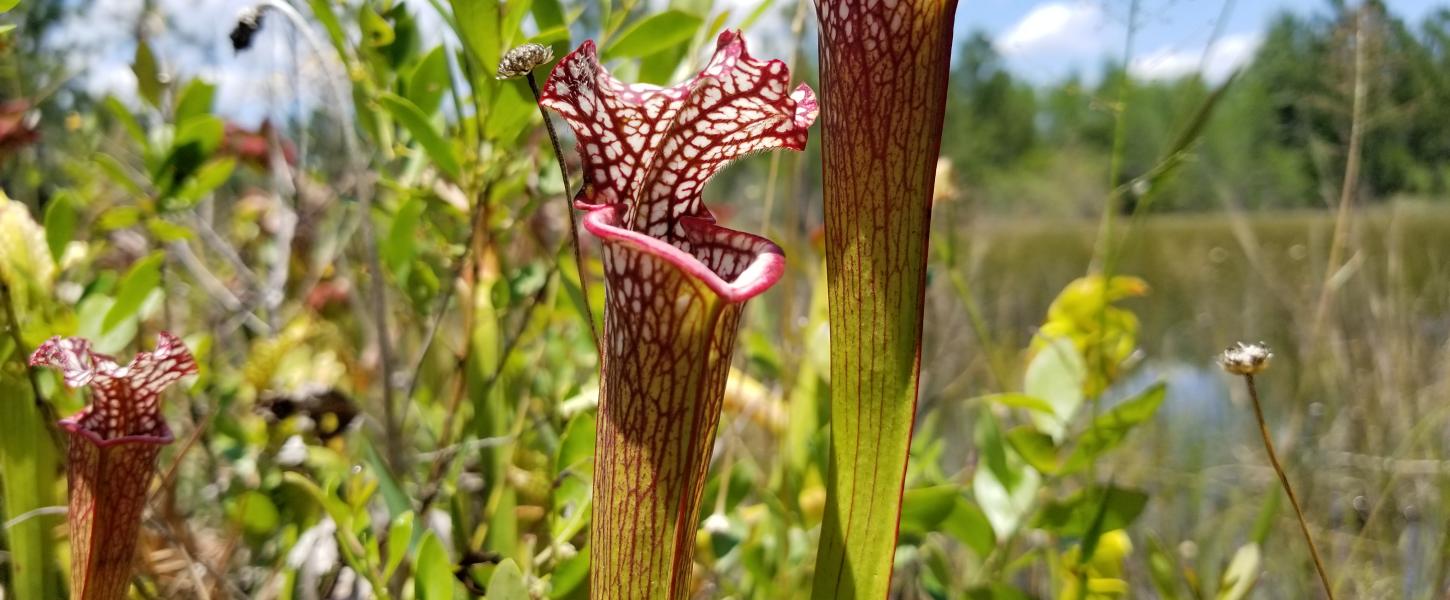 Yellow River Pitcher Plants